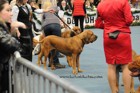 Asuka - International dogshow - Munchen, Germany