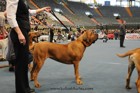 Asuka - International dogshow - Munchen, Germany