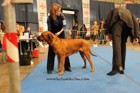 Chinzei - International dogshow - Munchen, Germany