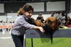 International dogshow - Troyes, France