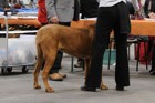 Asuka - International dogshow - Troyes, France