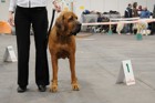 Asuka - International dogshow - Troyes, France