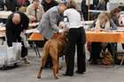 Chinzei - International dogshow - Troyes, France