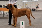 Chinzei - International dogshow - Troyes, France