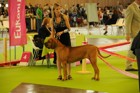 Asuka - World Dog Show 2011