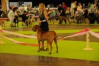 Asuka - World Dog Show 2011