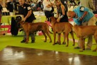 Chinzei - World Dog Show 2011