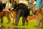 Chinzei - World Dog Show 2011